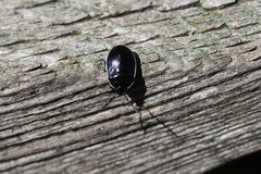 Sehirus cinctus cinctus