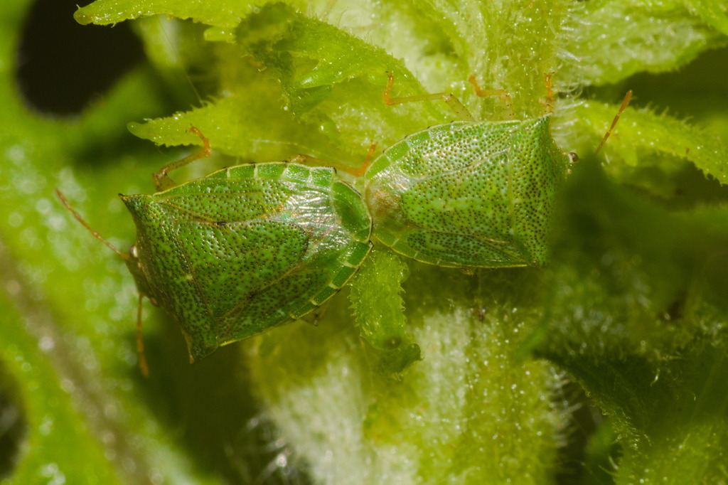 Thoreyella brasiliensis
