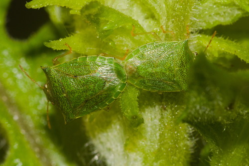 Thoreyella brasiliensis