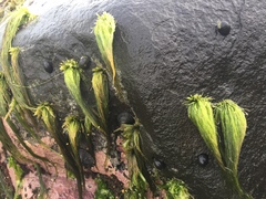 Chaetomorpha antennina