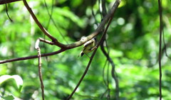 Myiornis auricularis