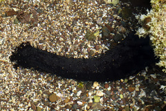 Holothuria leucospilota