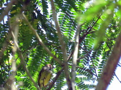 Myiornis auricularis