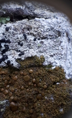 Protoparmelia ochrococca