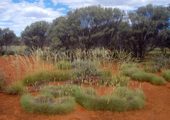 Acacia aneura