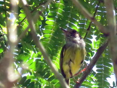 Myiornis auricularis