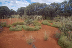Acacia aneura