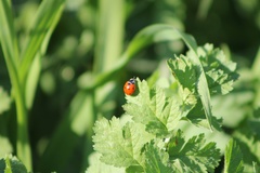 Coccinella septempunctata