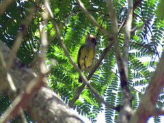 Myiornis auricularis