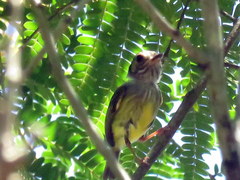 Myiornis auricularis