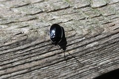 Sehirus cinctus cinctus