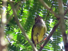 Myiornis auricularis