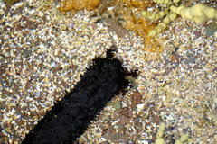 Holothuria leucospilota