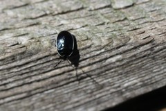 Sehirus cinctus cinctus