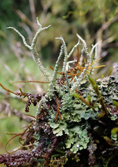 Cladonia darwinii