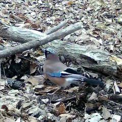 Garrulus glandarius japonicus