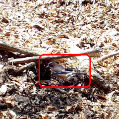 Garrulus glandarius japonicus