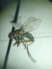 Coenosia bonita