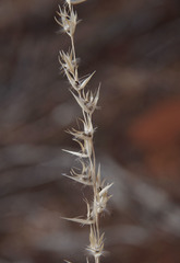 Monachather paradoxus