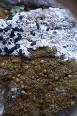 Protoparmelia ochrococca