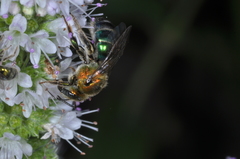 Augochloropsis tupacamaru