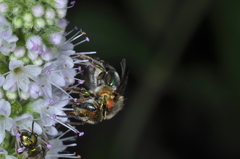 Augochloropsis tupacamaru
