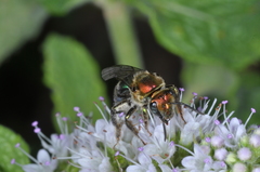 Augochloropsis tupacamaru