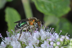 Augochloropsis tupacamaru