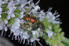 Augochloropsis tupacamaru