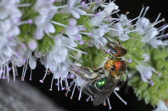 Augochloropsis tupacamaru