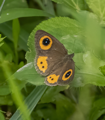 Ypthima aphnius