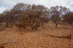 Acacia aneura