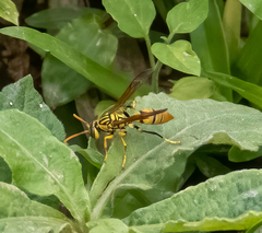 Polistes diabolicus