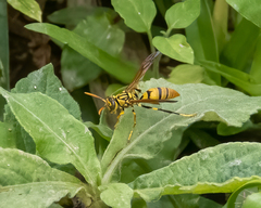 Polistes diabolicus
