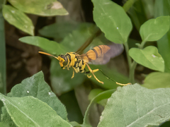 Polistes diabolicus