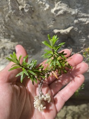 Anaphalioides subrigida