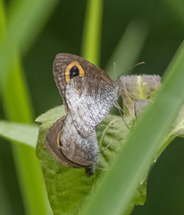 Ypthima aphnius