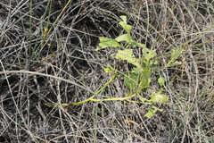 Physalis cinerascens spathulifolia