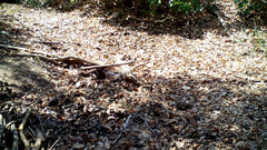 Garrulus glandarius japonicus