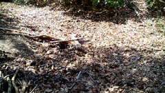 Garrulus glandarius japonicus