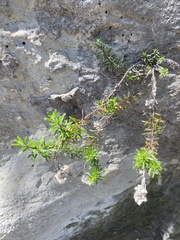 Anaphalioides subrigida