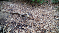 Garrulus glandarius japonicus