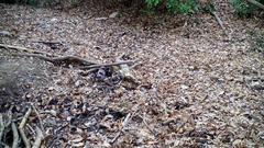 Garrulus glandarius japonicus