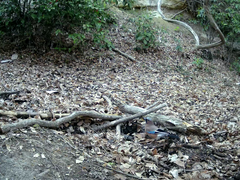 Garrulus glandarius japonicus