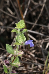 Scutellaria muriculata