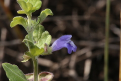 Scutellaria muriculata