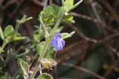 Scutellaria muriculata