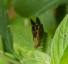 Polytremis lubricans