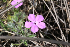 Phlox drummondii tharpii