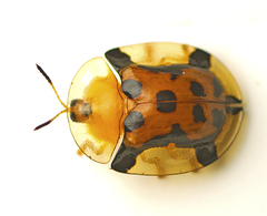 Aspidimorpha westwoodi